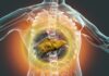 3D illustration showing liver cirrhosis inside the human body, highlighting liver damage and scarring